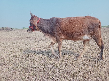 થંબનેલ 3