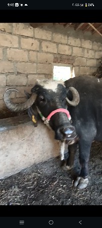 थंबनेल 3