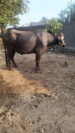 પાડી વેચવાની છે.