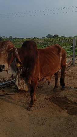 થંબનેલ 2