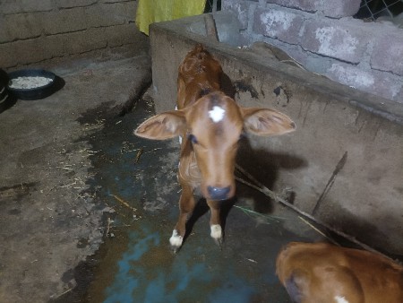 થંબનેલ 2