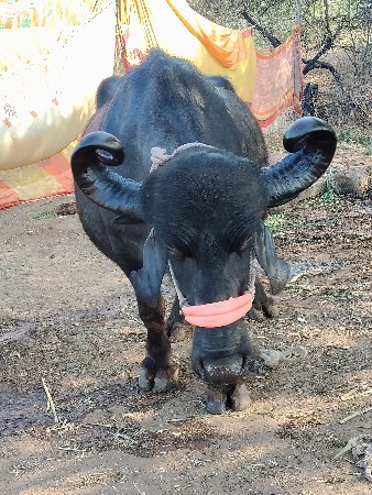 थंबनेल 2