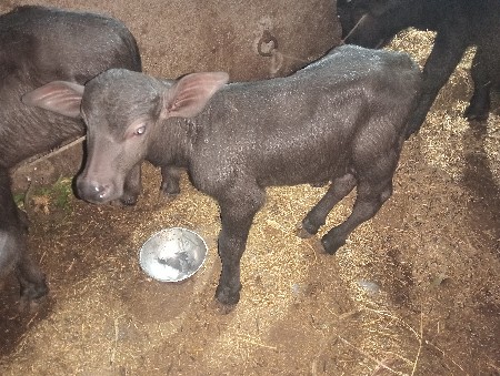 थंबनेल 2