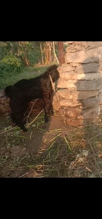 બોકડો વેચવાનો છે