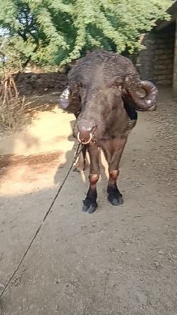 પાડો વેચવાનો છે