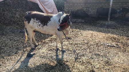 હોડકી વેચવાની છે