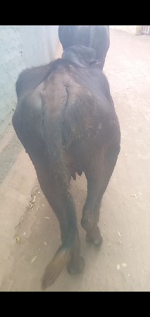 પાડીવેસવાનેછબે વર્ષની છે