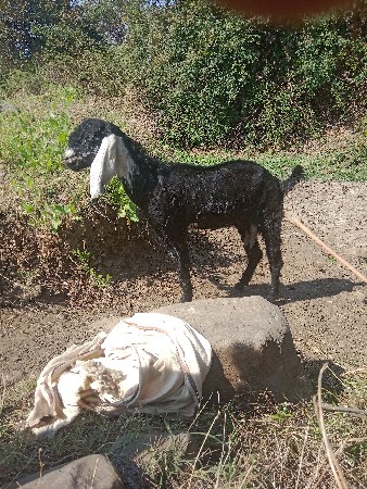 थंबनेल 3