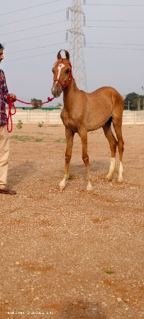 વસેરી વેચવાની છે