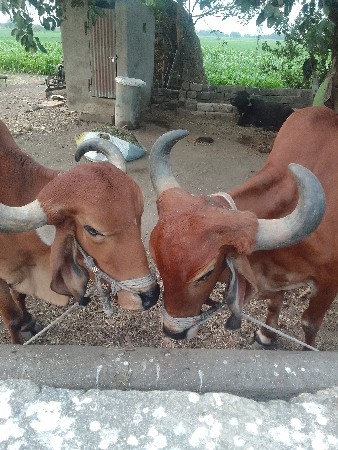 थंबनेल 2