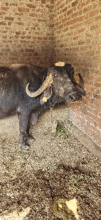 थंबनेल 3