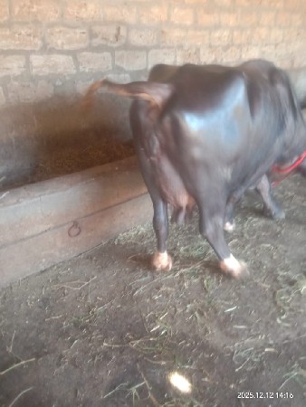 ભેંસ વેચવાની છે 12દીવસની વિણાલ