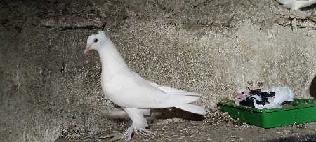 થંબનેલ 2