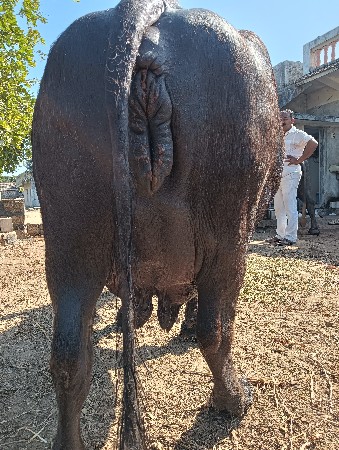 થંબનેલ 3