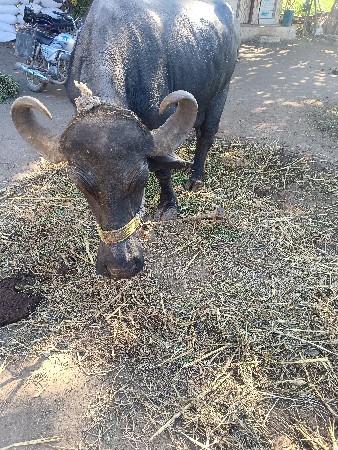 थंबनेल 3