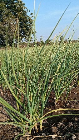 લીલુ લસણ વેચવાનુ છે.