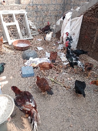 desi asil egg and murgha