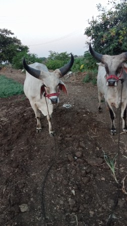 थंबनेल 3