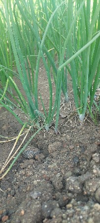 ડુંગરી નો રોપ