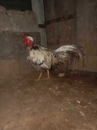 દેશી મુરઘો વેચવાનું છે