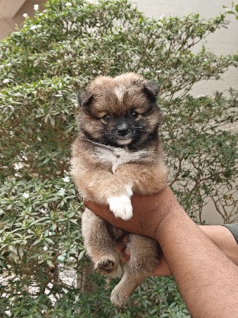 थंबनेल 2