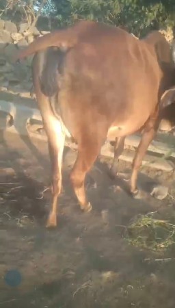 थंबनेल 2