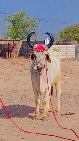 थंबनेल 2