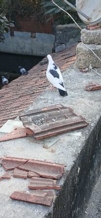 પઠા છે  કિંમત મા ફેરફાર થછે