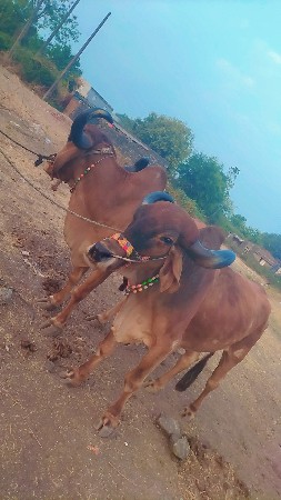 પીપળાના બળદ વેચવાના છે ફુલ જવાબદાર