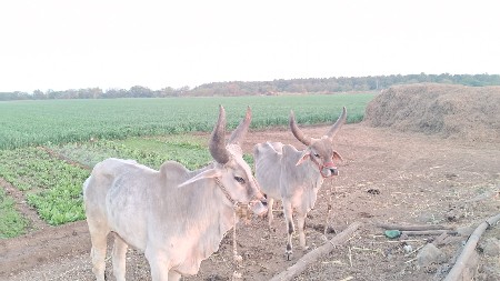 હોતો સાતા કરવા ભેસ હો કે કરેલી