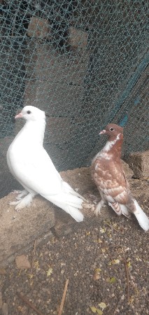 કબુતર વેચવાના છે