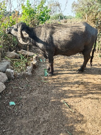 थंबनेल 2