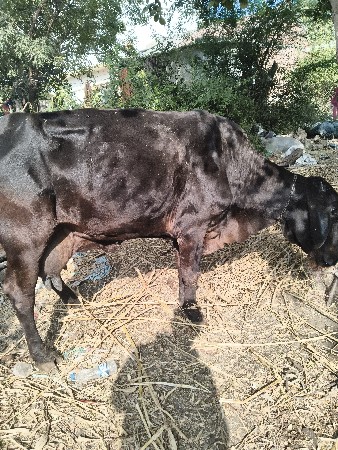 થંબનેલ 2