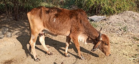 थंबनेल 3