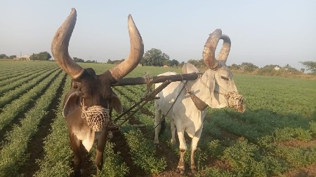 બળદ વેંચવા ના છે સાવ સોજા