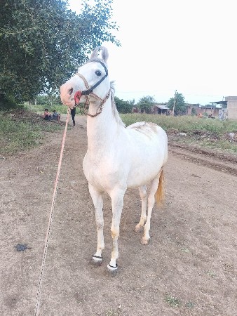 રોજી ઘોડી અને વસેરી