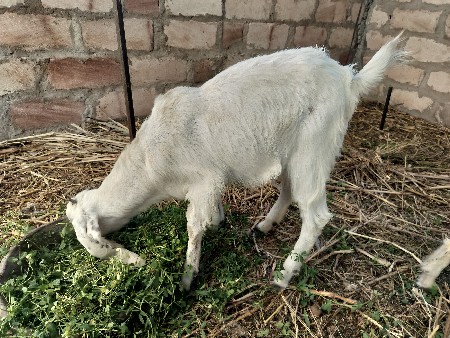 hedrabadi bakri bokda