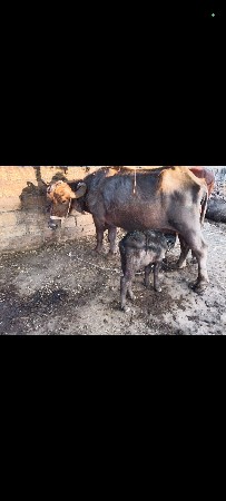 ભેંસ વેચવાની છે