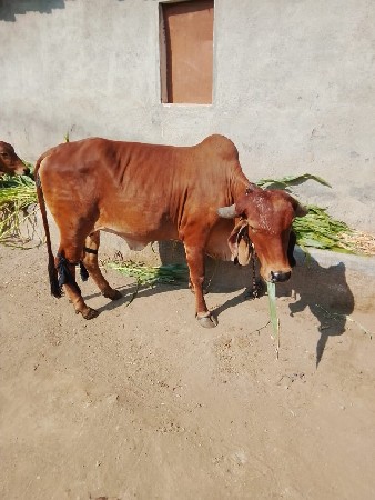 થંબનેલ 2