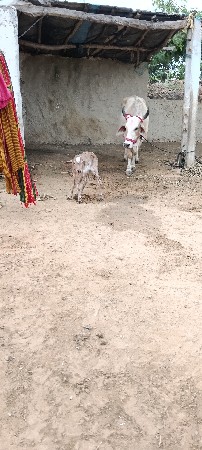 ગાય વેચવાની છે