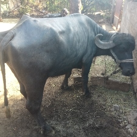 થંબનેલ 3