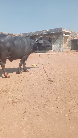 थंबनेल 2