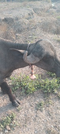 થંબનેલ 2