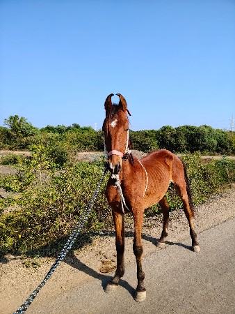 थंबनेल 2