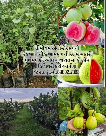 થંબનેલ 5