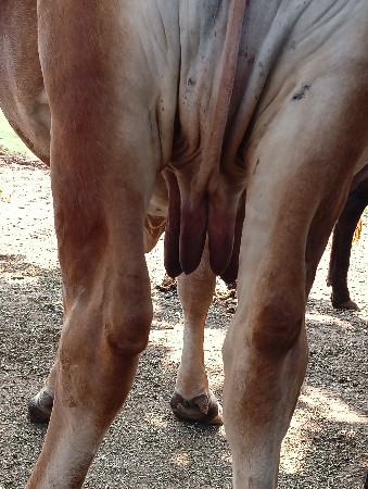 ગાય વેચવાની છે