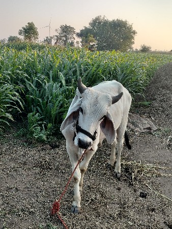 थंबनेल 2