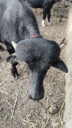 थंबनेल 2