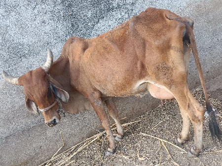 ગાય વેચવાની છે