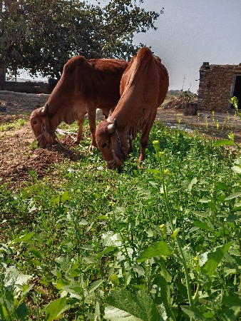 aa ghodhla vechvana se